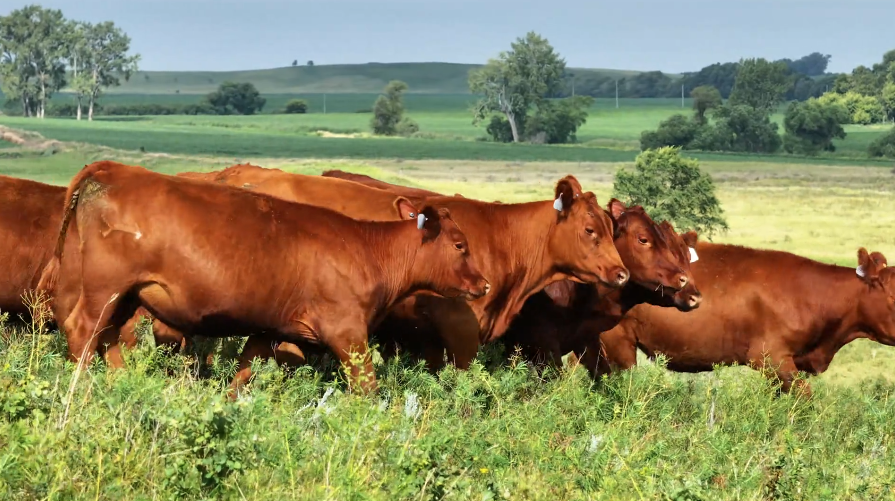 90 Head of Red Bred Heifers BH822C5